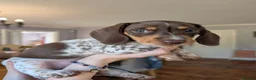 Miniature Dachshund dogs for sale: Miniature dachshund puppies KC registered  in Abergele - Advert 15