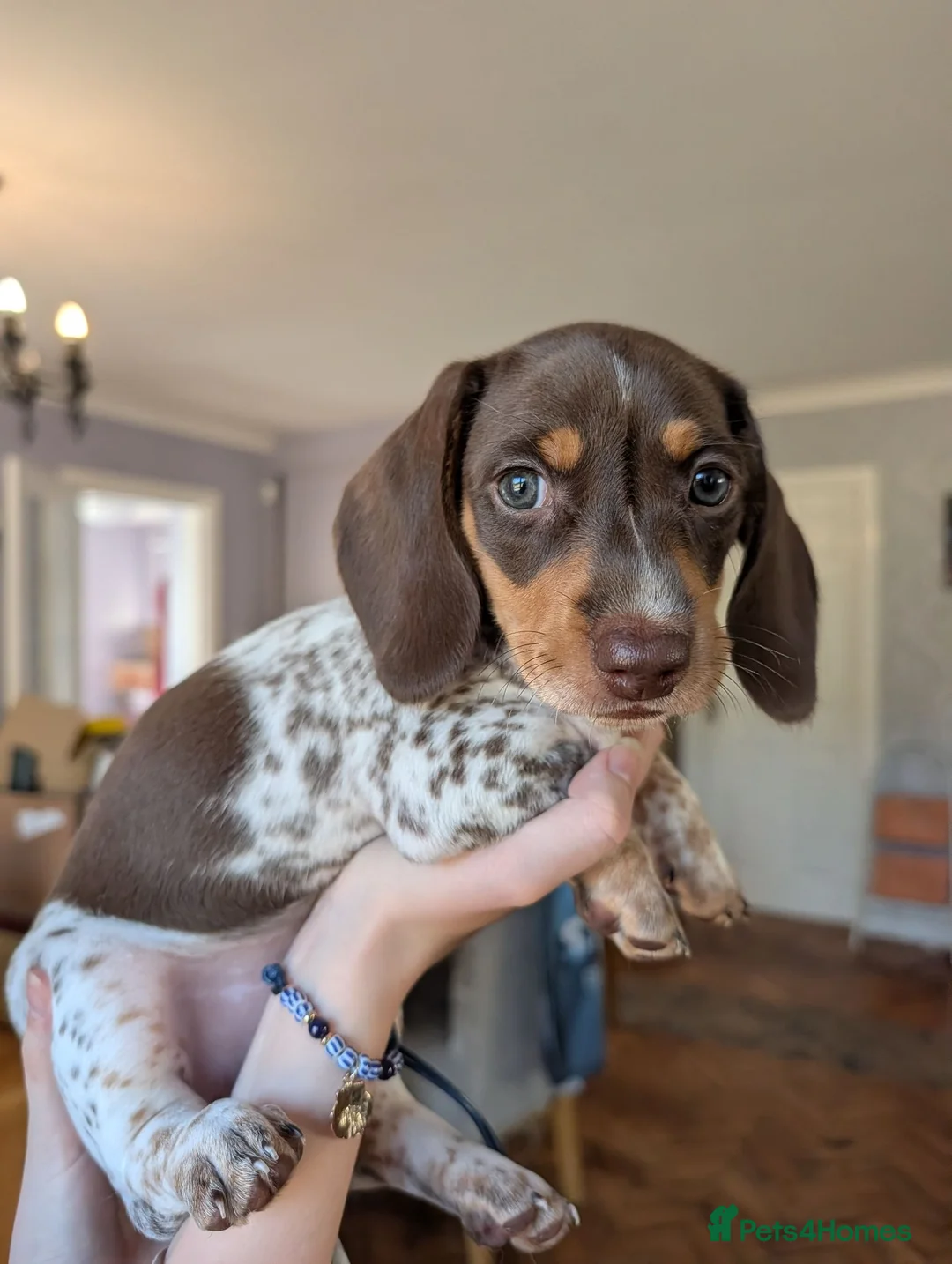 Miniature Dachshund dogs for sale: Miniature dachshund puppies KC registered  in Abergele - Advert 15