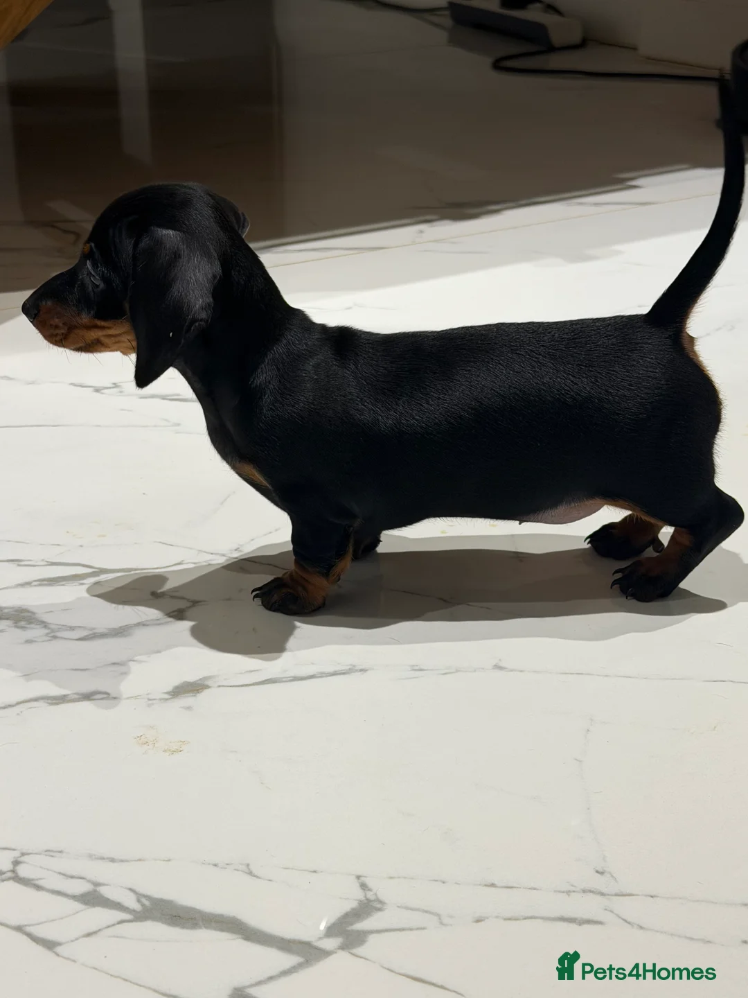Miniature Dachshund dogs for sale: Miniature dachshund puppies - Advert 4