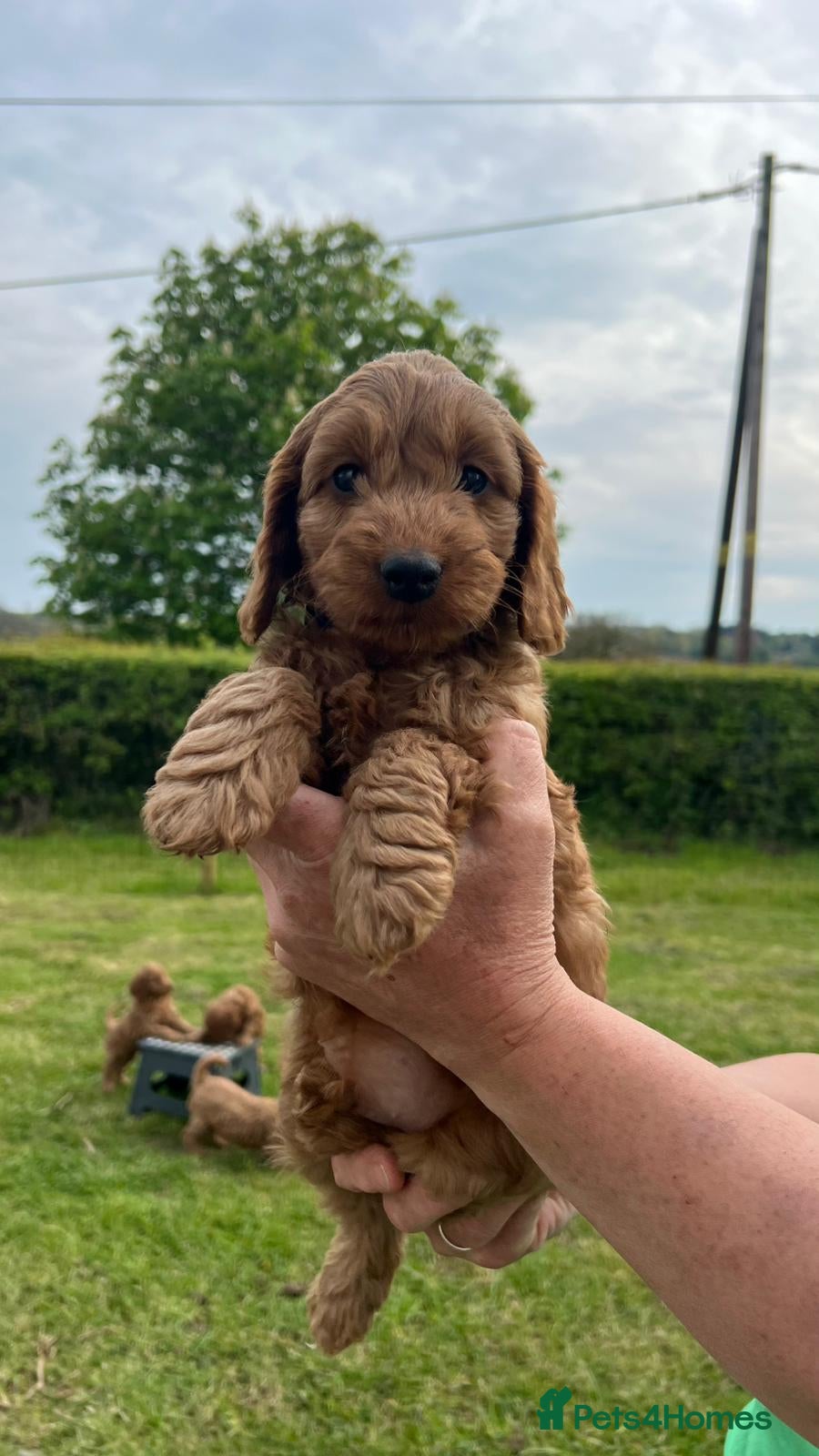 Cockapoo dogs Fox Red Cockapoo Puppies - Advert 2