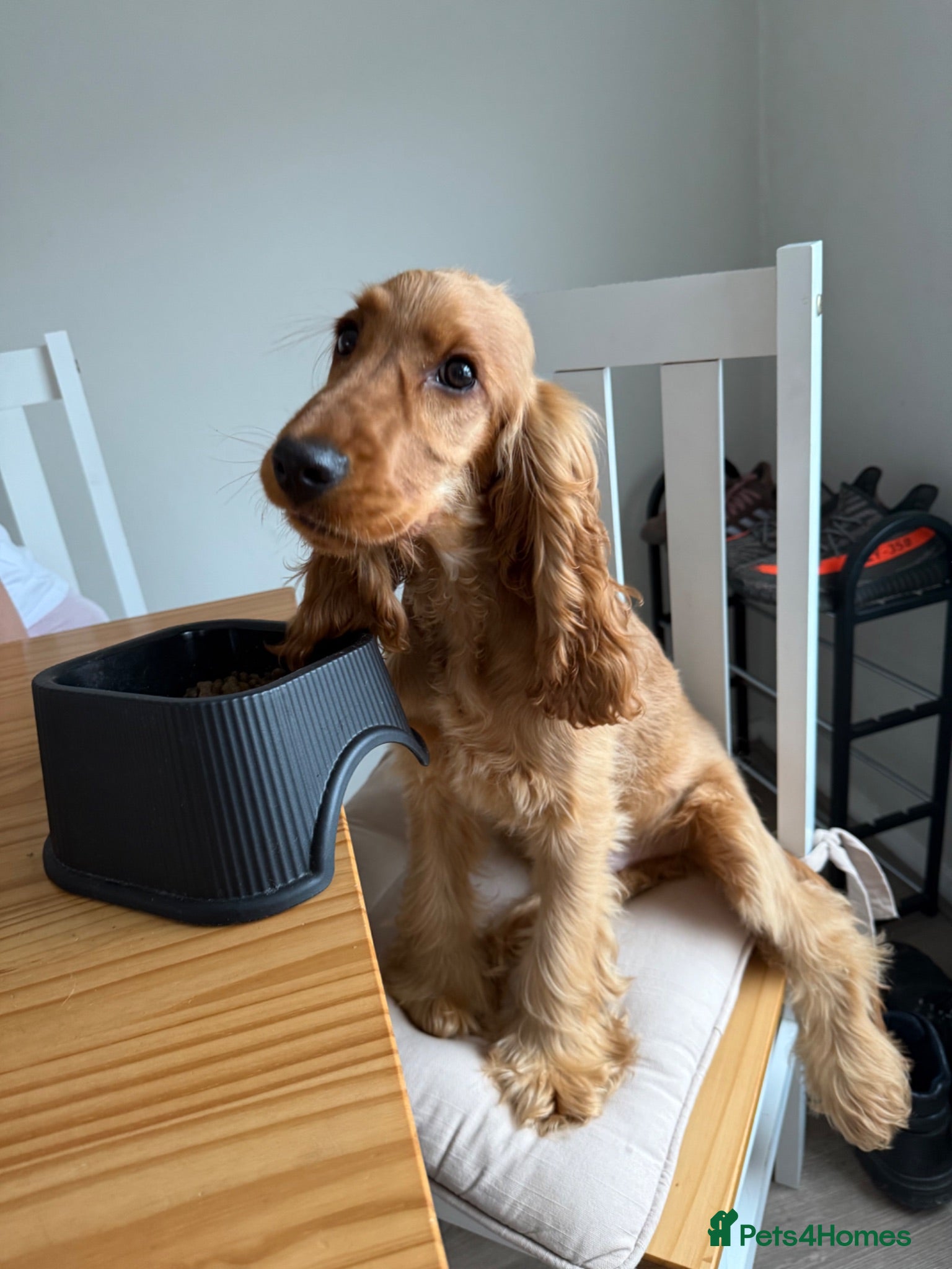 Cocker Spaniel dogs 8 month, Male cocker spaniel  - Advert 2