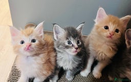 Maine Coon cats for sale: Beautiful Maine Coon babies - Image 6