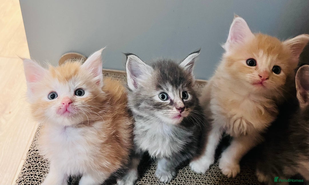 Maine Coon cats for sale: Beautiful Maine Coon babies - Image 6
