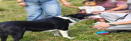 Border Collie dogs for adoption: Meet Max, looking for a new family or foster home - Advert 6