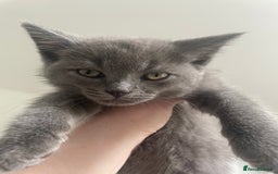 British Shorthair cats for sale: BTS x Ragdoll - Image 16