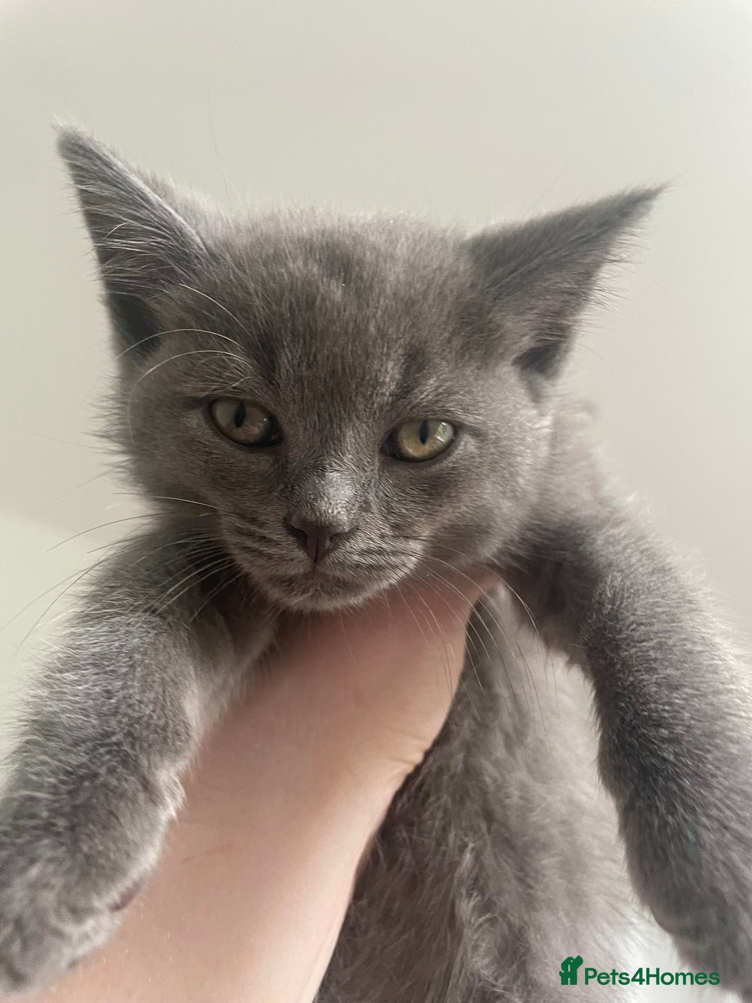 British Shorthair cats for sale: BTS x Ragdoll - Image 16