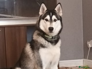 Siberian Husky dogs in Gravesend - Advert 1