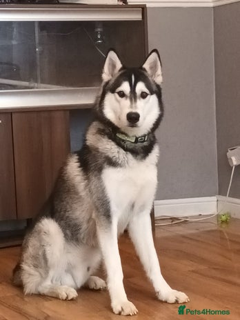 Siberian Husky dogs in Gravesend - Advert 1
