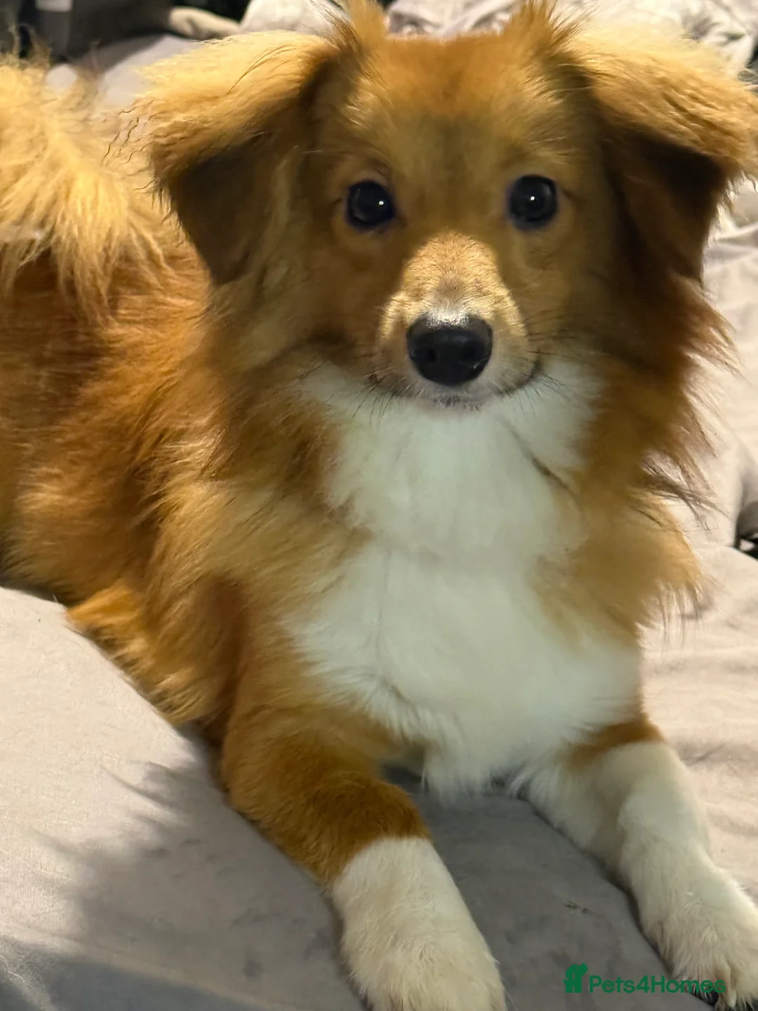 Pomeranian dogs for sale: Pomeranian and sons for rehoming. CAN SEPARATE. - Advert 2