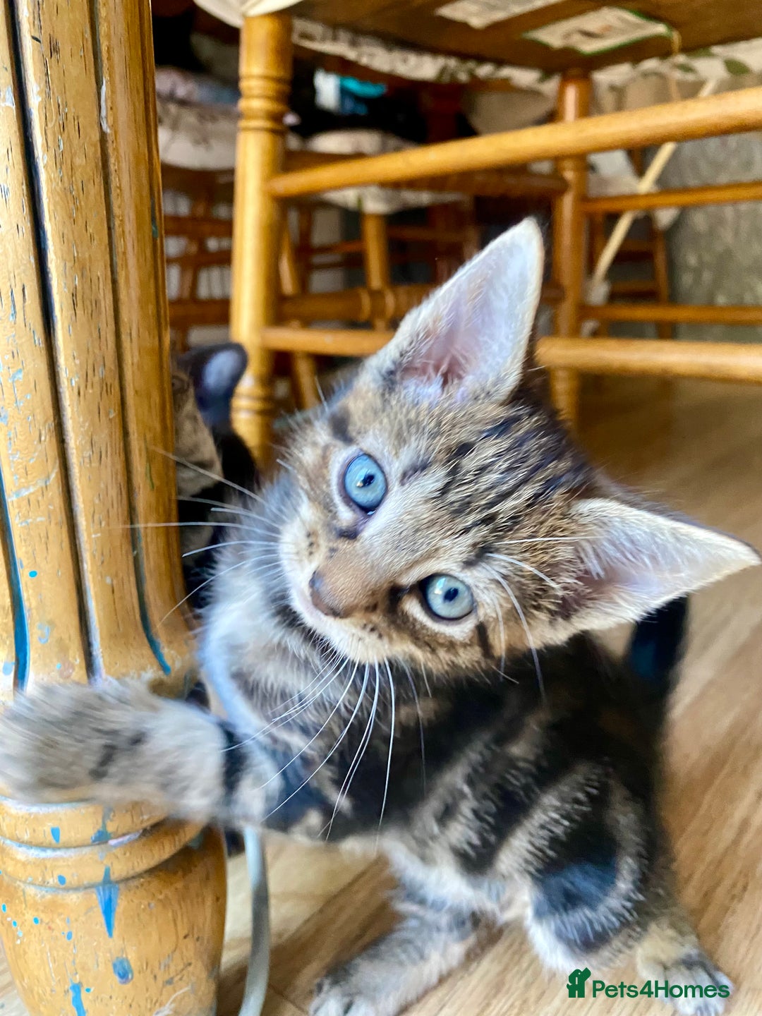 Mixed Breed cats for sale: 4 gorgeous kittens - Image 12