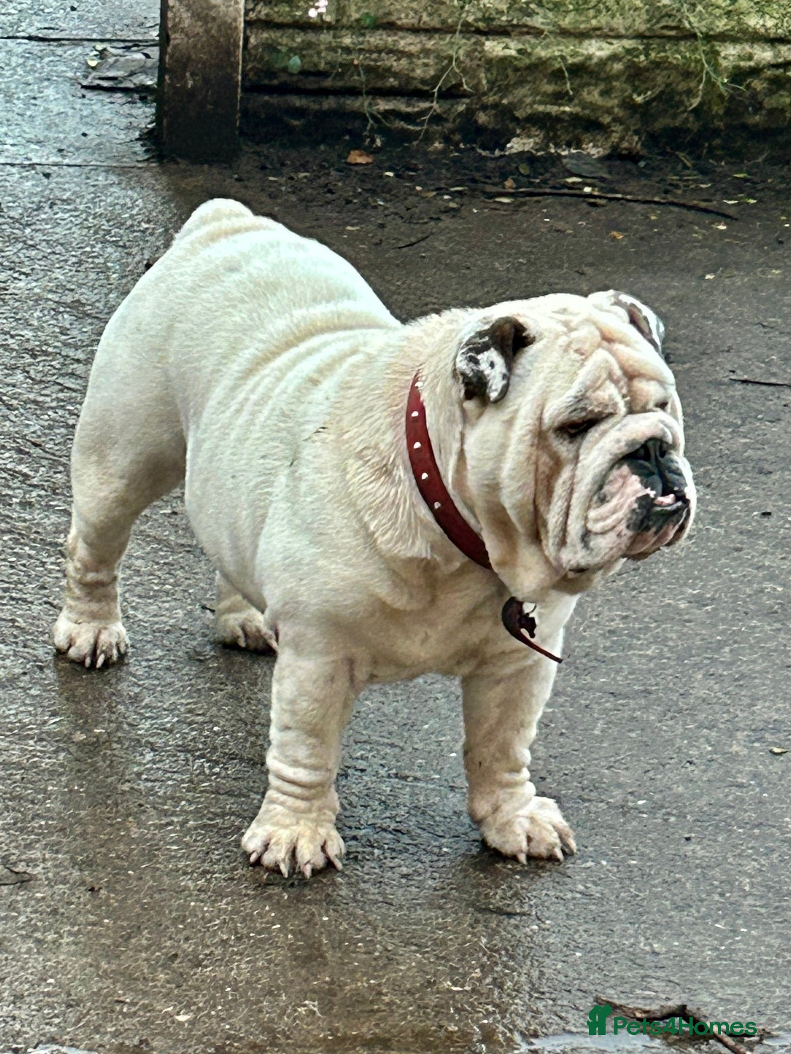 English Bulldog dogs KC Registered Silver Health Tested Stud - Advert 1