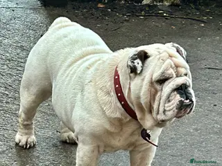 English Bulldog dogs KC Registered Silver Health Tested Stud - Advert 18