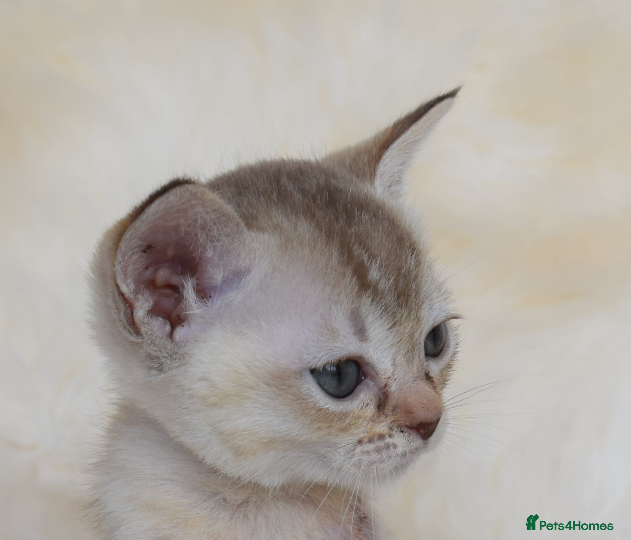 Burmese cats Championship Quality Kittens - Advert 2