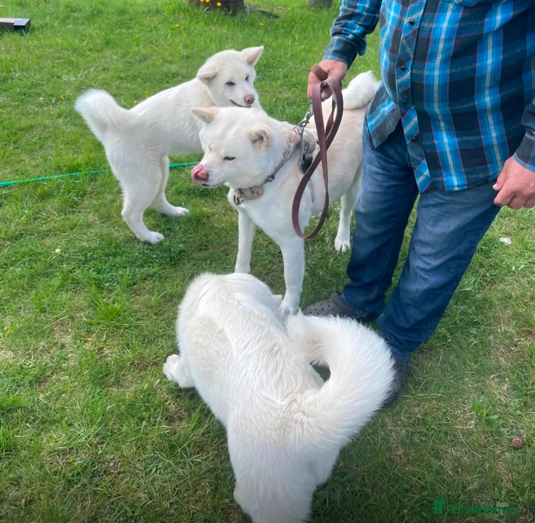 Japanese Akita Inu dogs for sale: Japanese Akita INU in Basildon - Advert 2