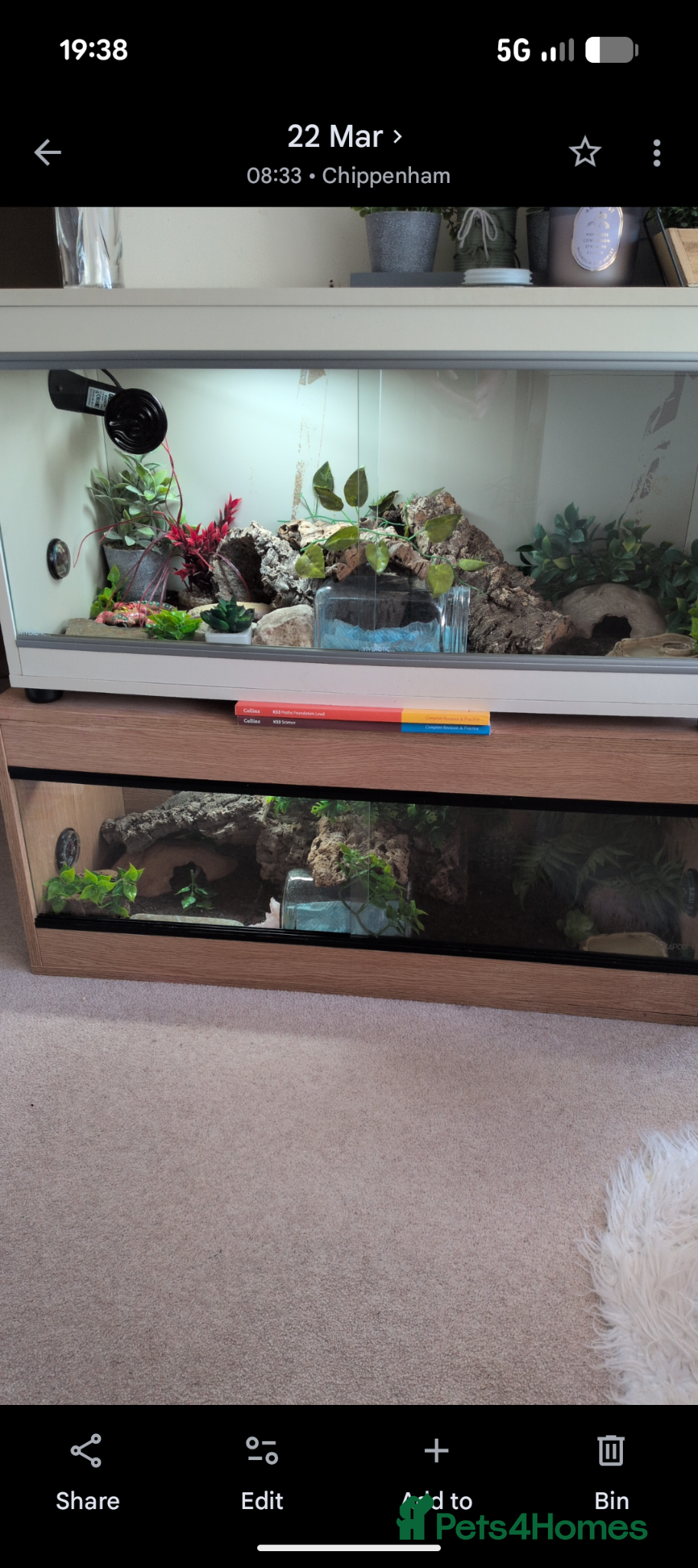 Leopard Gecko reptiles 2 Leopard Geckos with complete vivariums - Advert 1