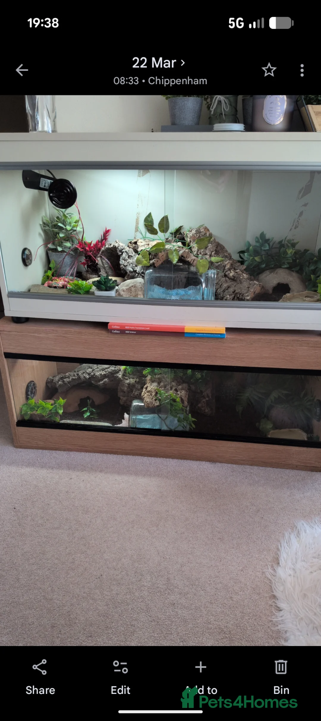 Leopard Gecko reptiles for sale: 2 Leopard Geckos with complete vivariums in Chippenham - Advert 1