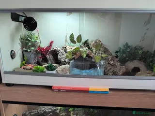 Leopard Gecko reptiles 2 Leopard Geckos with complete vivariums - Advert 1