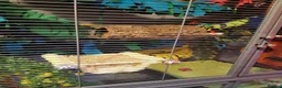 Sugar Glider rodents for sale: Rare mocistuc morph with lineage  - Advert 28