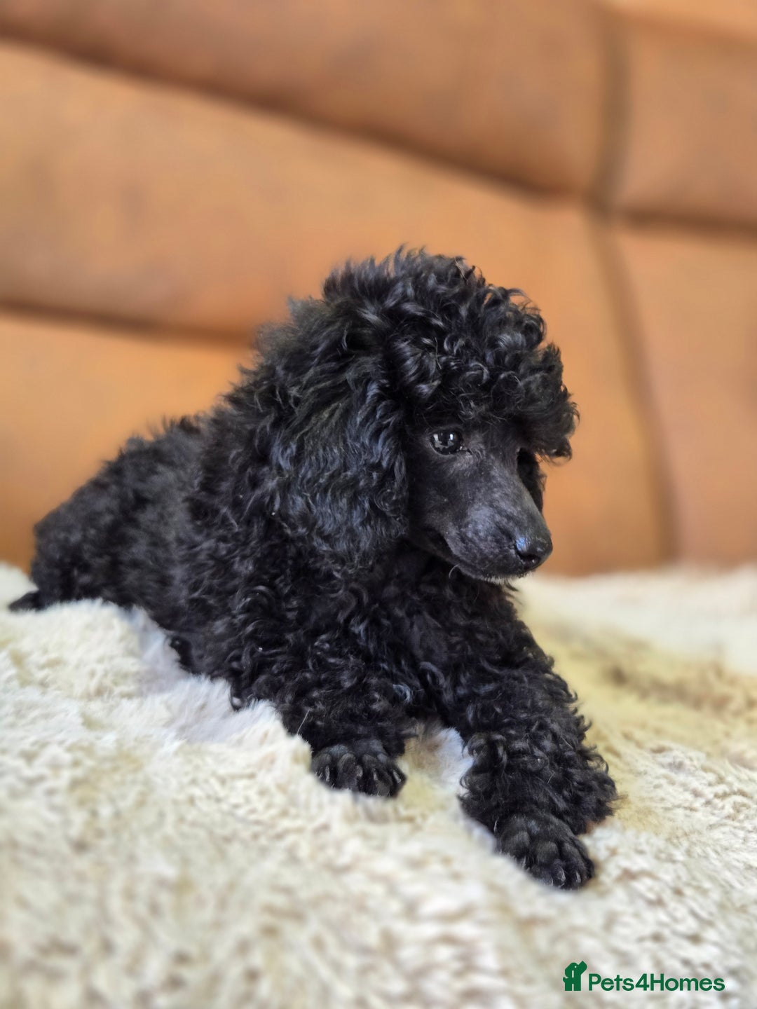Toy Poodle dogs for sale: Stunning tiny Black girl Toy Poodle - Image 4