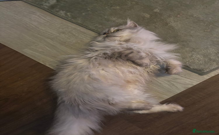 Persian cats - Advert 5