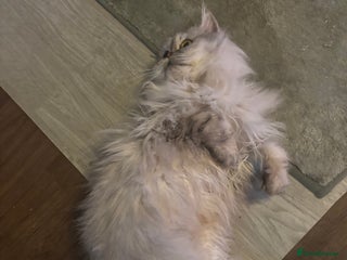 Persian cats Gorgeous Female Persian - Advert 3