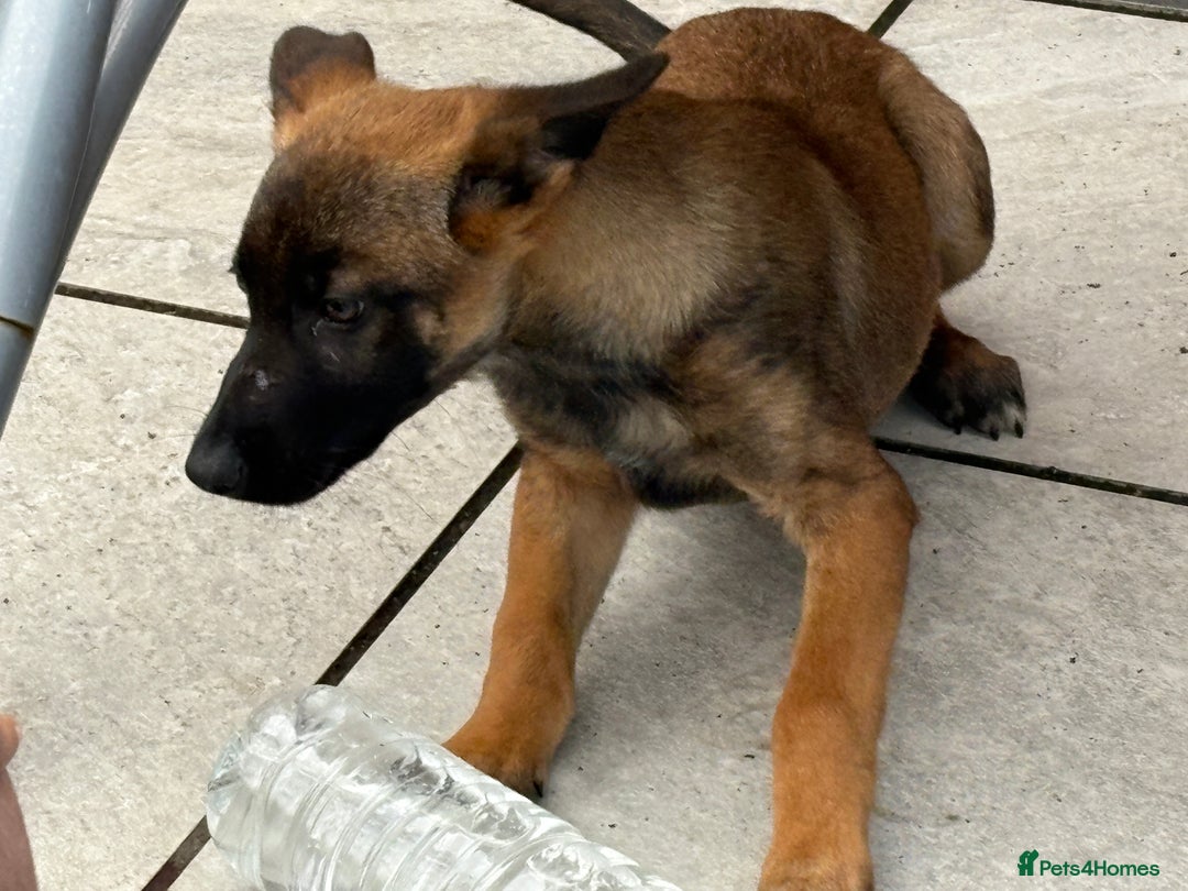 German Shepherd dogs for sale: BRUNO ~ STUNNING GERMAN SHEPHERD PUPPY - Image 4