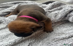 Cane Corso dogs for sale: Cane corsos puppies  - Advert 21