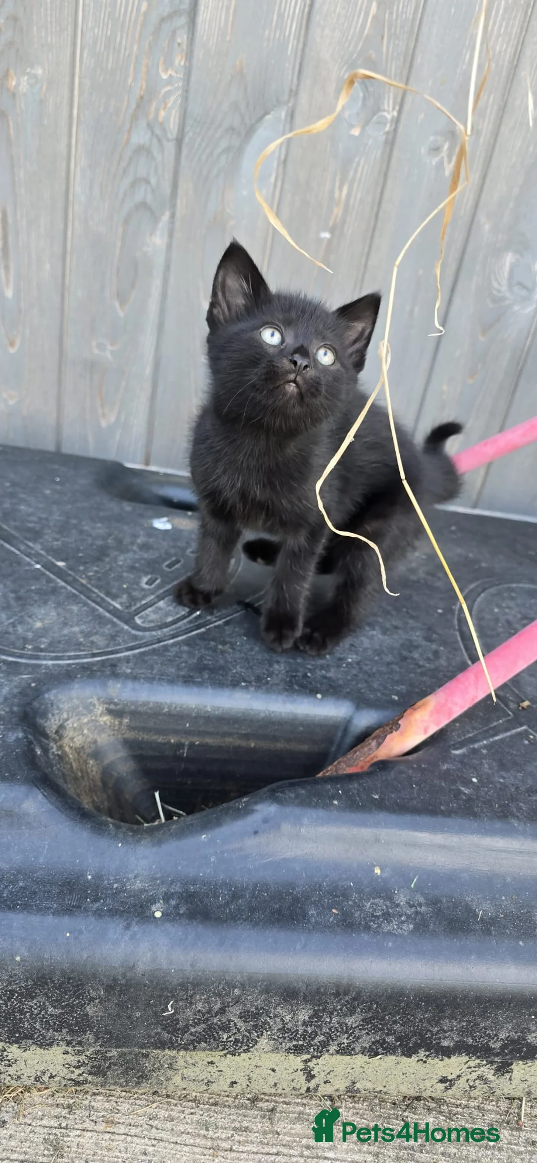 Mixed Breed cats for sale: 5 kittens - Advert 2