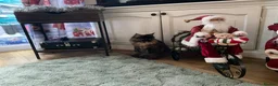 Maine Coon cats for sale: 🐾 Beautiful Maine Coon Tortie Female  - Advert 9