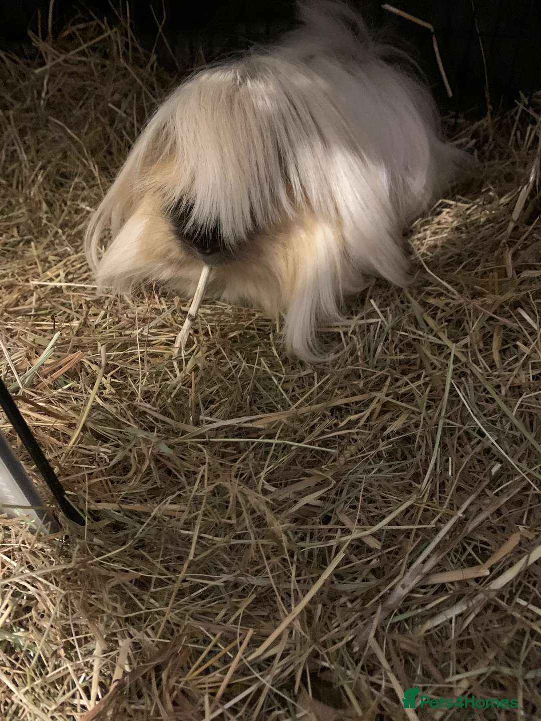 Guinea Pig rodents for sale: Norris the long haired Guinea pig  - Advert 2