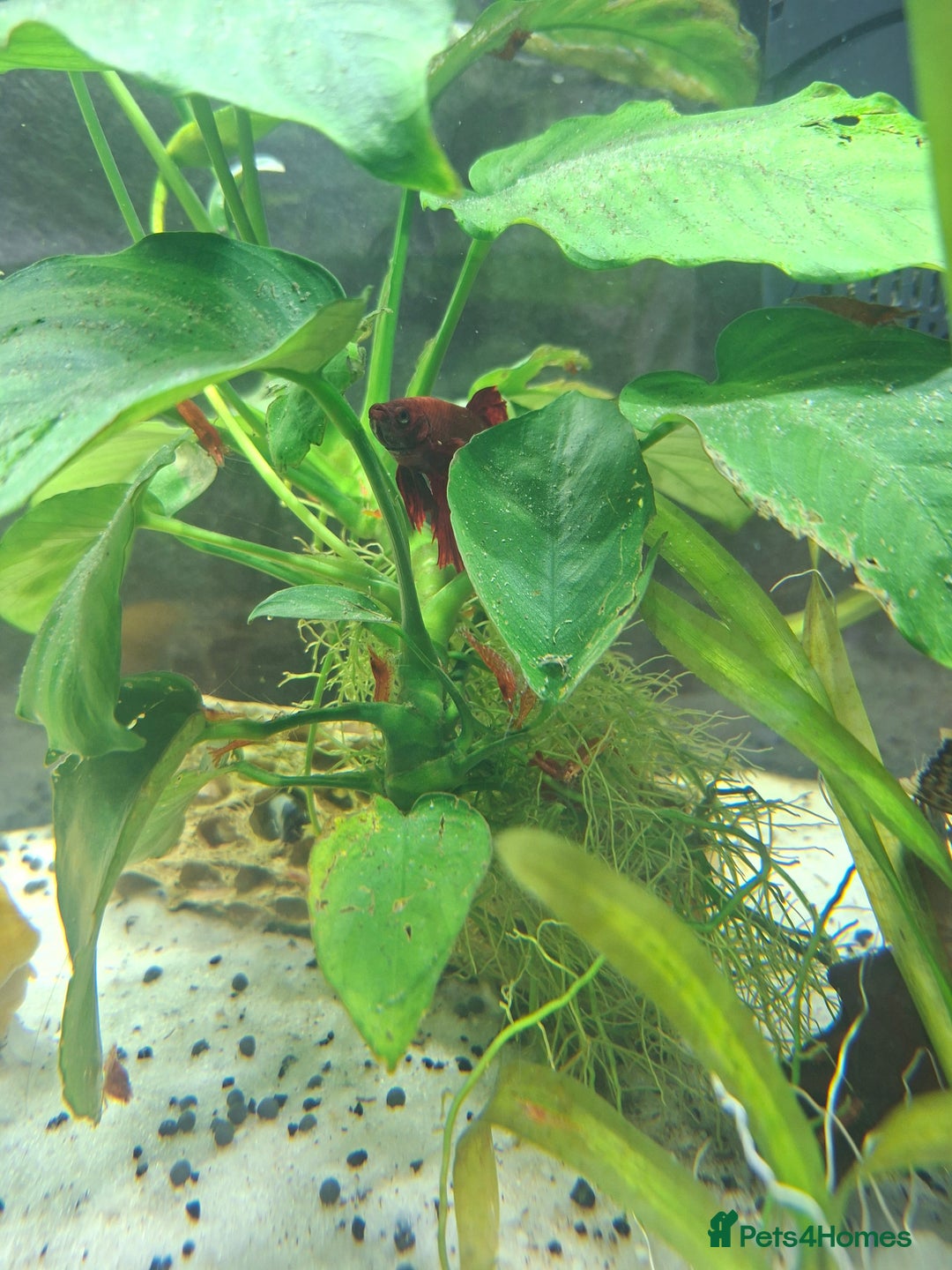 Shrimps fish for sale: Cherry shrimp - Image 3