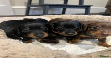 Miniature Dachshund dogs - Advert 5