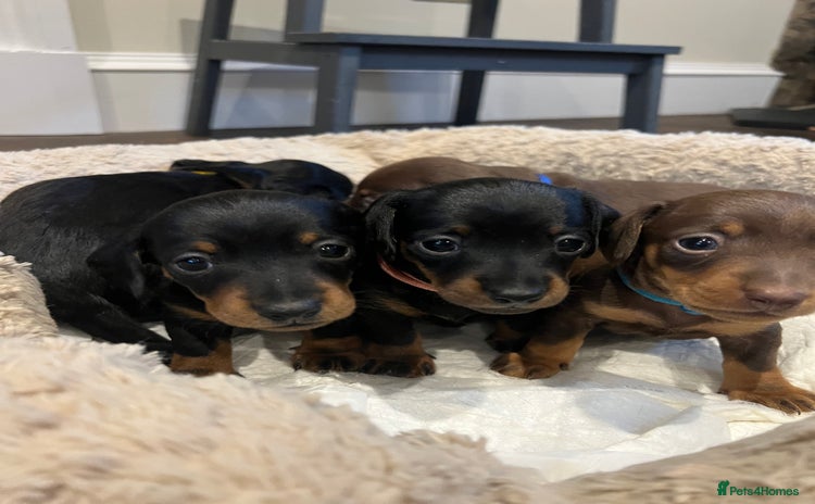 Miniature Dachshund dogs - Advert 11