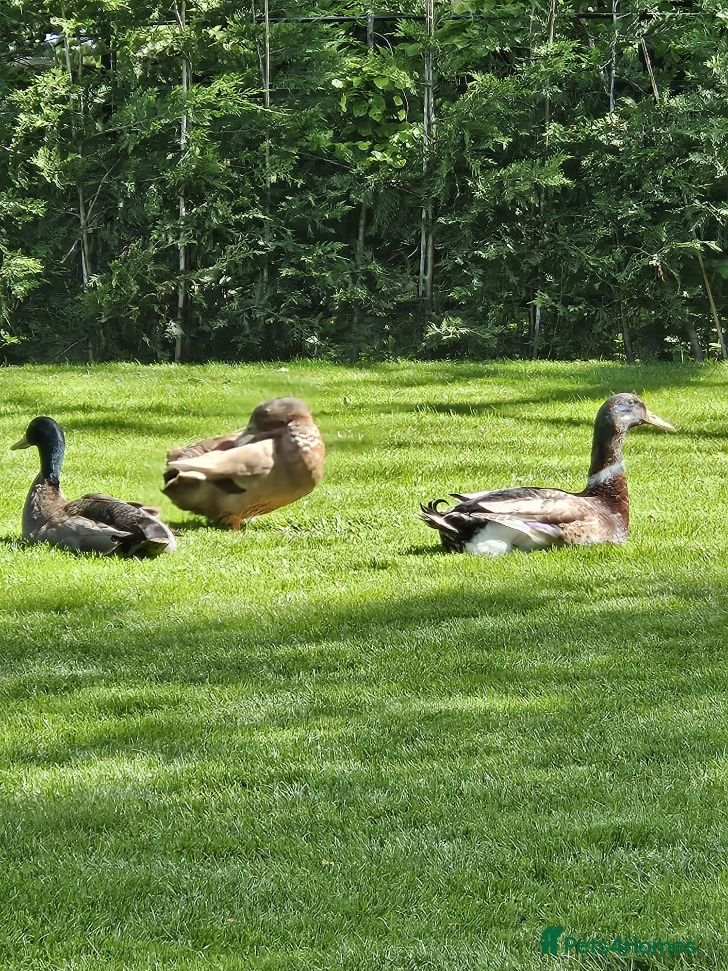Ducks poultry Male Runner Ducks - Advert 4