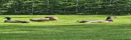 Ducks poultry for sale: Male Runner Ducks - Advert 1