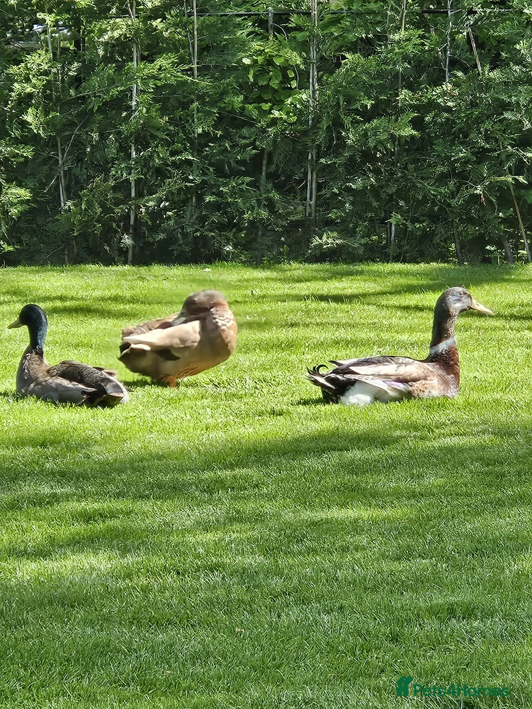 Ducks poultry for sale: Male Runner Ducks - Advert 1