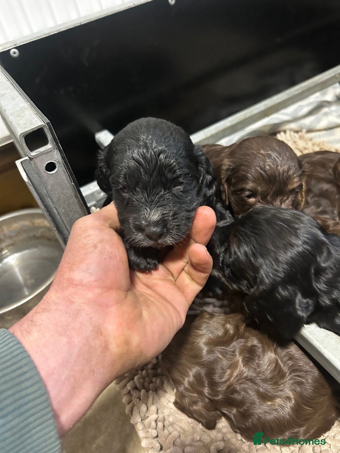 Cockapoo dogs for sale: Stunning F1 cockapoo pups - Image 5