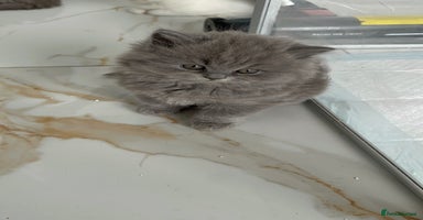 British Longhair cats - Advert 11