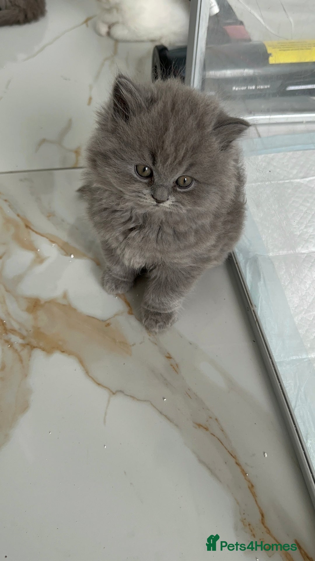 British Longhair cats for sale: British Longhair GCCF Registered  - Image 7