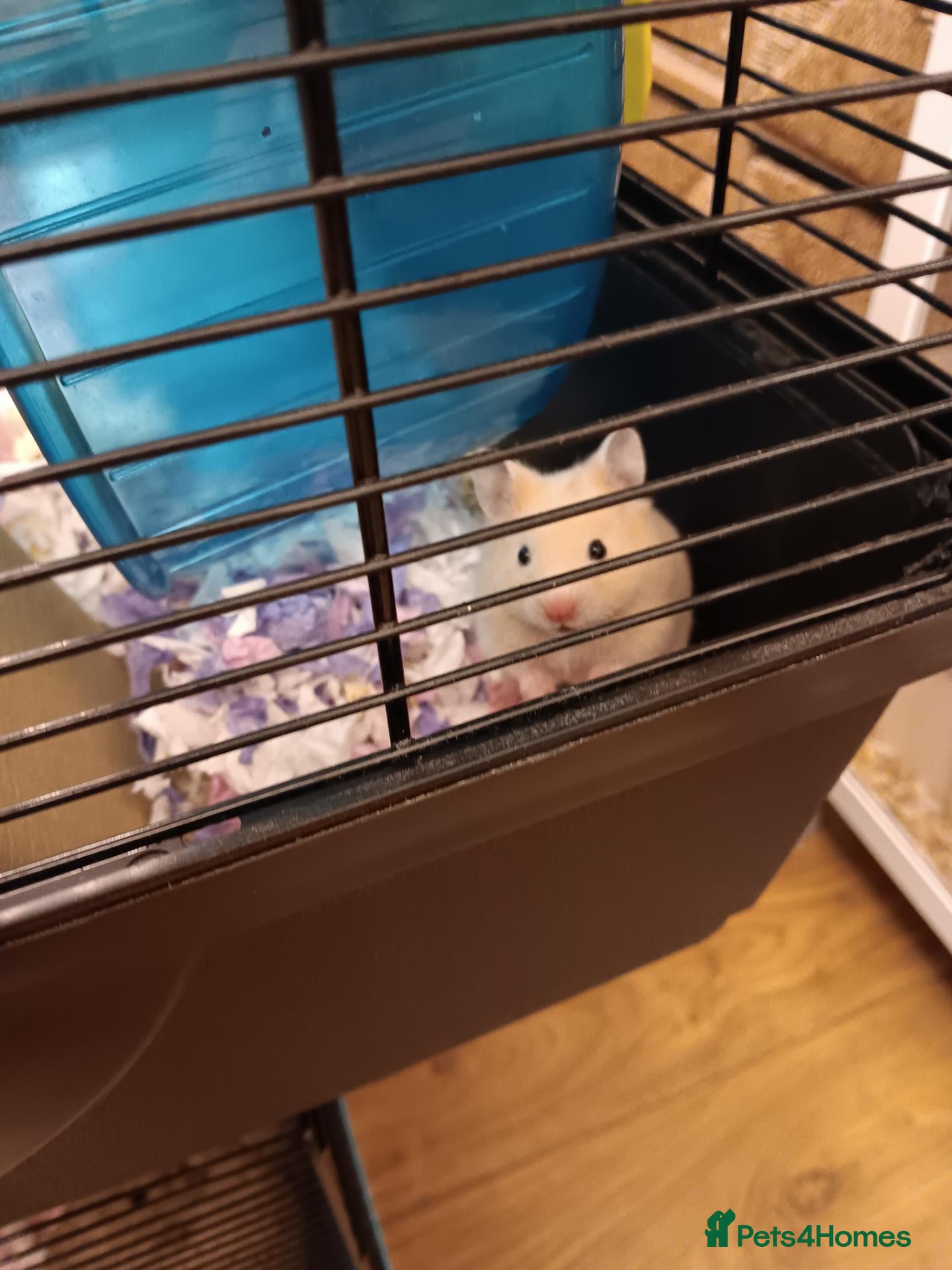Hamster rodents Beautiful Syrian hamster babies - Advert 15