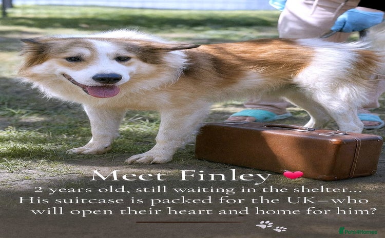 Mixed Breed dogs - Advert 5
