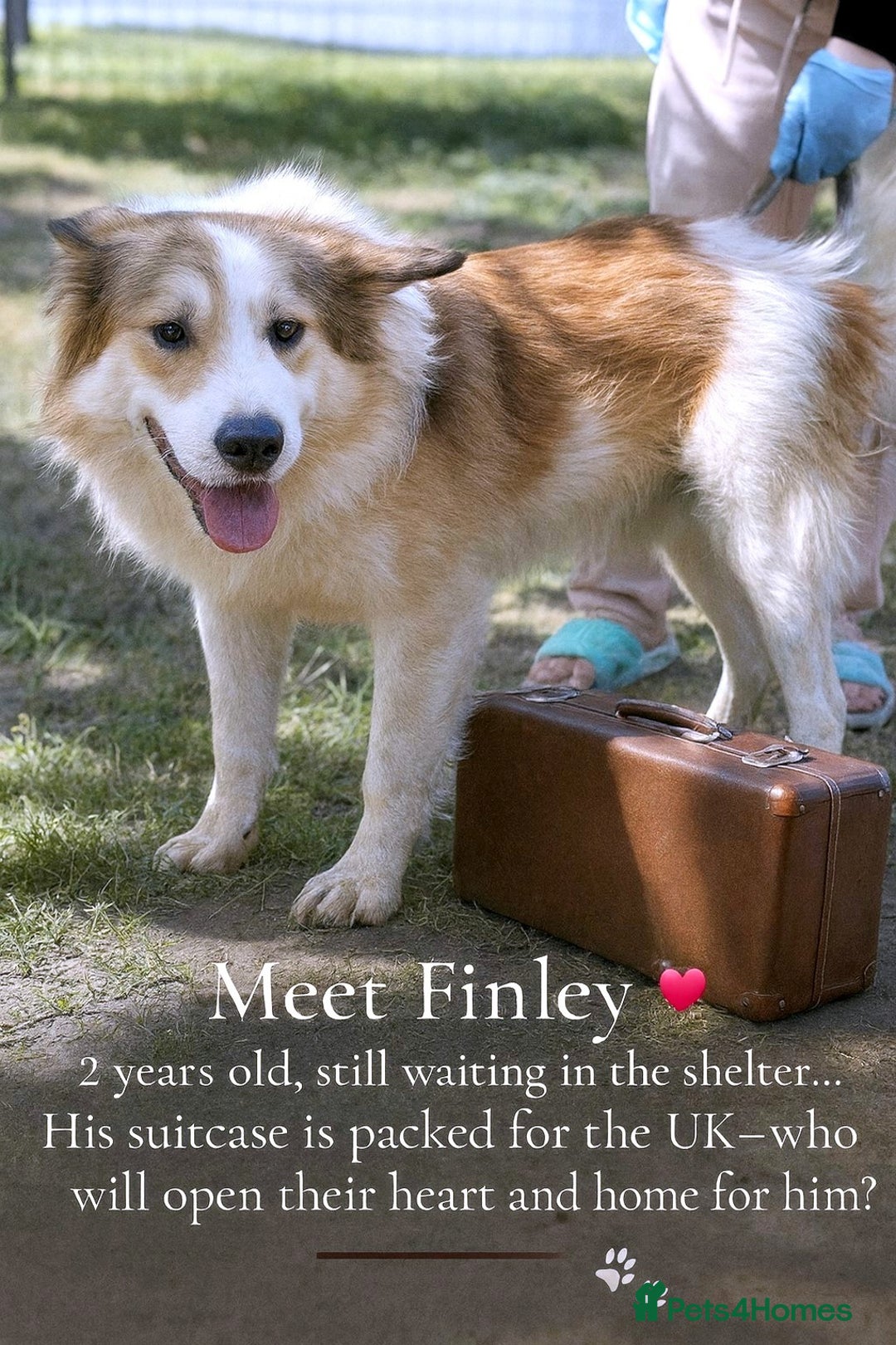 Mixed Breed dogs for adoption: 🐾 Finley-Border Collie mix with heart of gold 🐾 - Image 1
