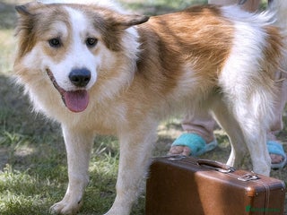 Mixed Breed dogs - Advert 25