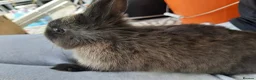 Netherland Dwarf rabbits for sale: Two beautiful netherland dwarf bunnies for sale🐰 - Advert 5