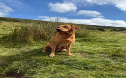 Labrador Retriever dogs for sale: READY NOW KC registered fox red Labrdor retriever  - Image 3