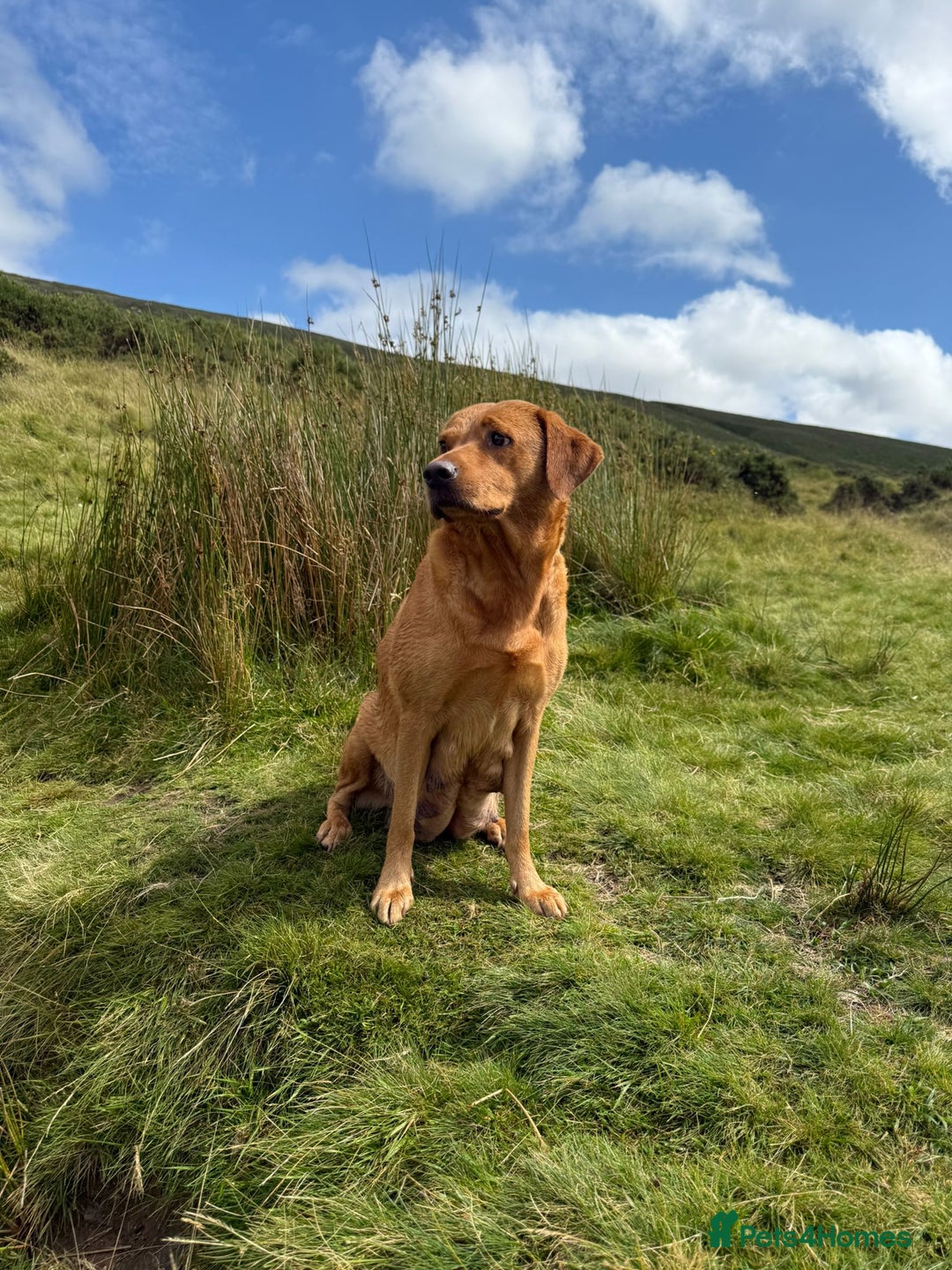 Labrador Retriever dogs for sale: READY NOW KC registered fox red Labrdor retriever  - Image 3