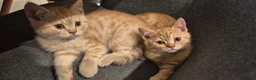 British Shorthair cats for sale: British short hair kittens in Manchester - Advert 13