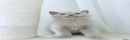 British Shorthair cats for sale: no deposit! VERY CUDDLY/LAP 100% Pure CHAMPIONS - Advert 25