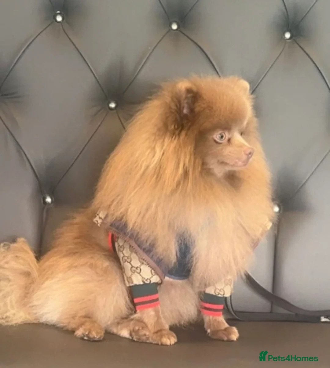 Pomeranian dogs for stud: Kai Kai lilac boy 💜  ( STUD ONLY ) (PROVEN)  in Liverpool - Advert 21