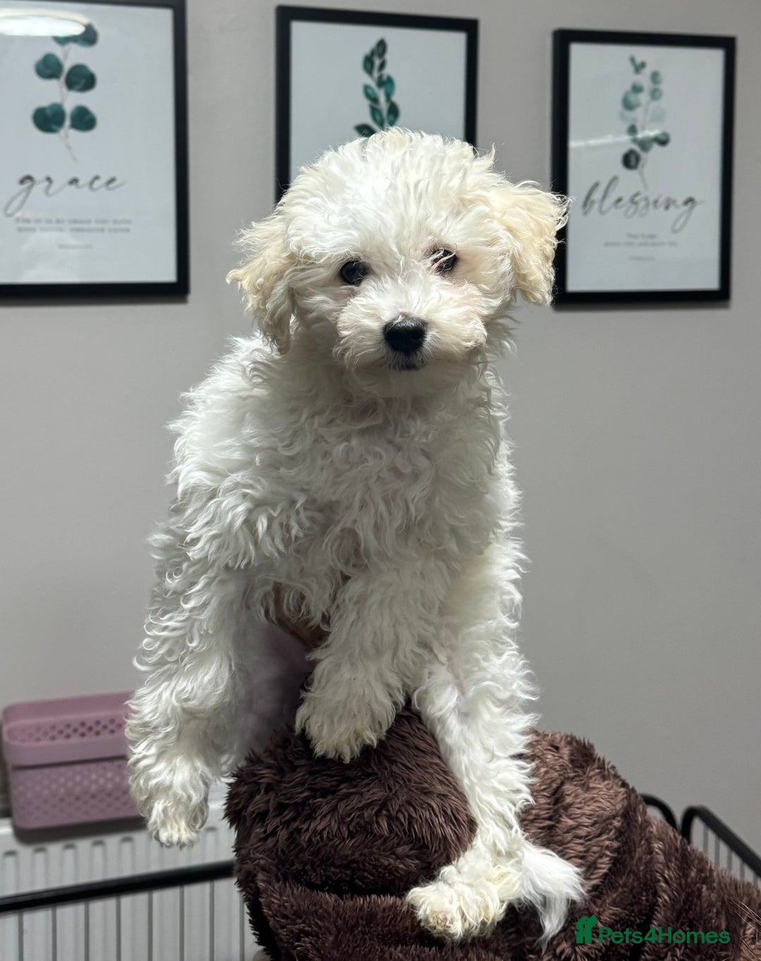 Maltipoo dogs for sale: 2 GORGEOUS FEMALE MALTIPOO PUPPIES - Advert 12